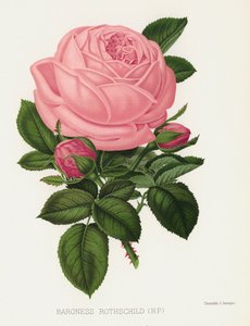 Il Giardino delle Rose: Baronessa Rothschild da English School
